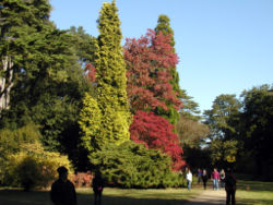 Westonbirt Arboretum